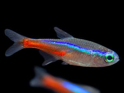 Blue Eye Black Emperor Tetra — Mastah Betta