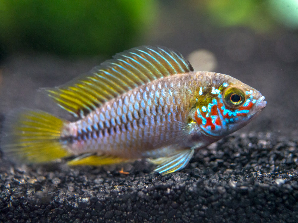 Opal Umbrella Borelli Cichlid (Apistogramma borelli) - Aquatic Arts