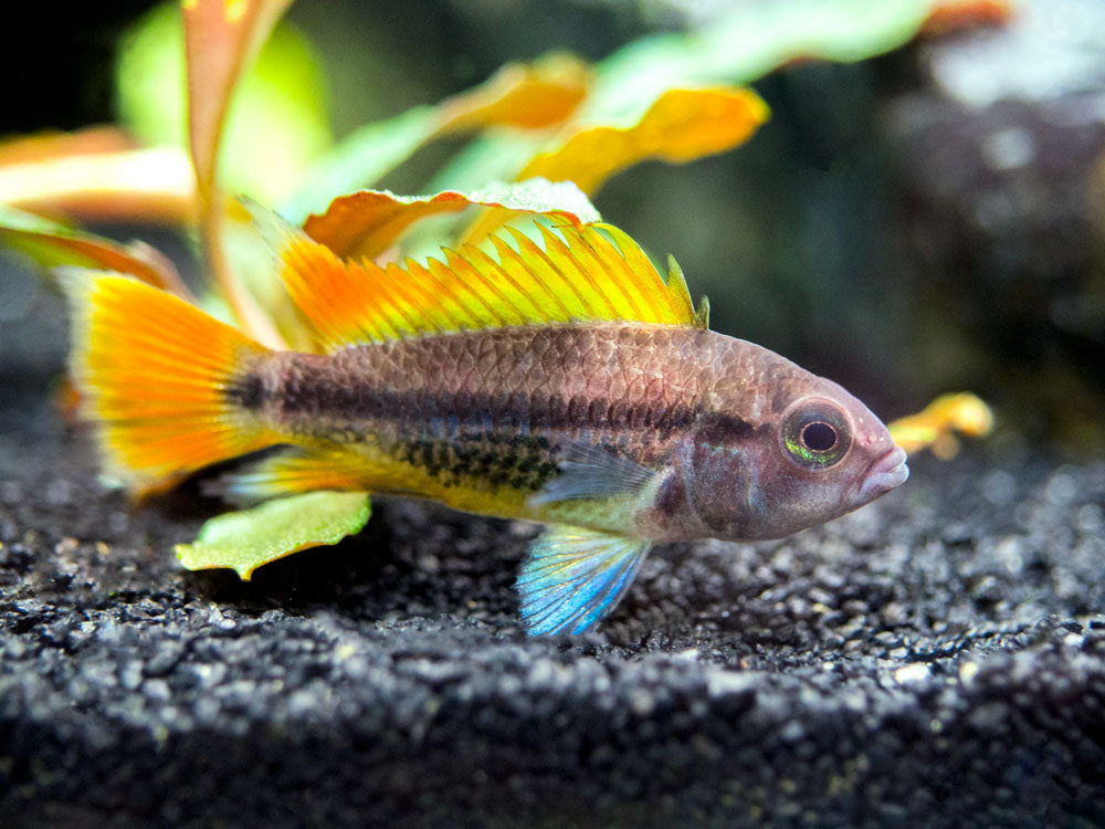 cockatoo cichlid