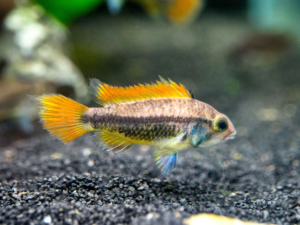 cockatoo cichlid