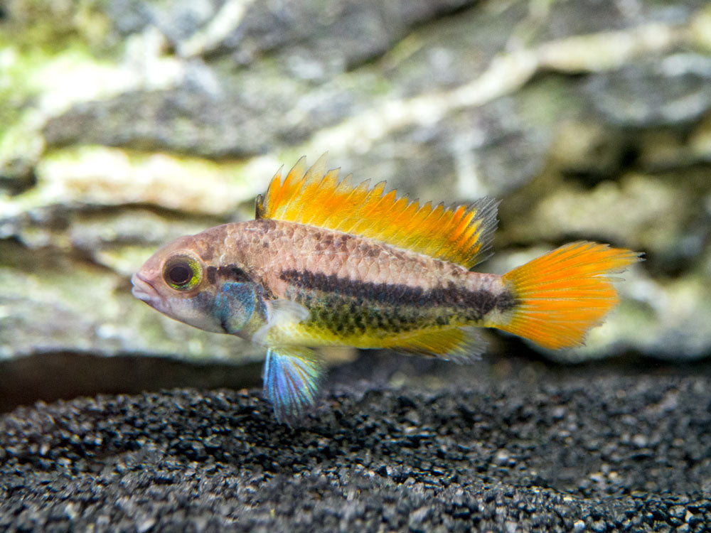 cockatoo cichlid