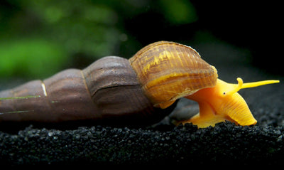 Red Rabbit Snail, Invertebrates