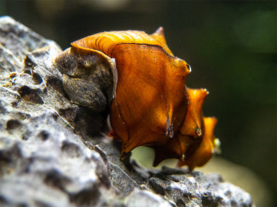 🆓🆓🆓Free red red ramshorn snail this - Exquisite Fishes