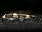 panda loach care