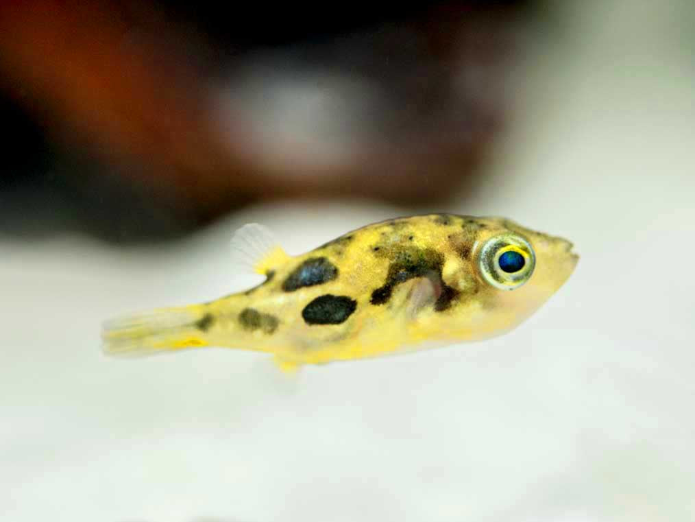 pea puffer for sale online