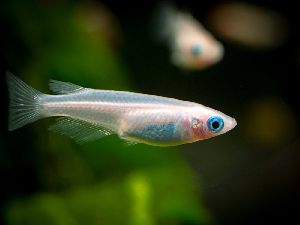 medaka fish for sale