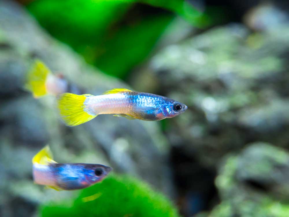 Pingu Guppy (Poecilia reticulata), Males and Females - Aquatic Arts