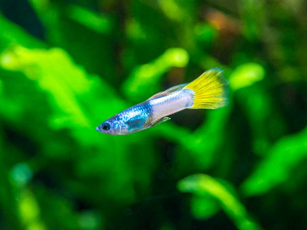 Pingu Guppy (Poecilia reticulata), Males and Females - Aquatic Arts