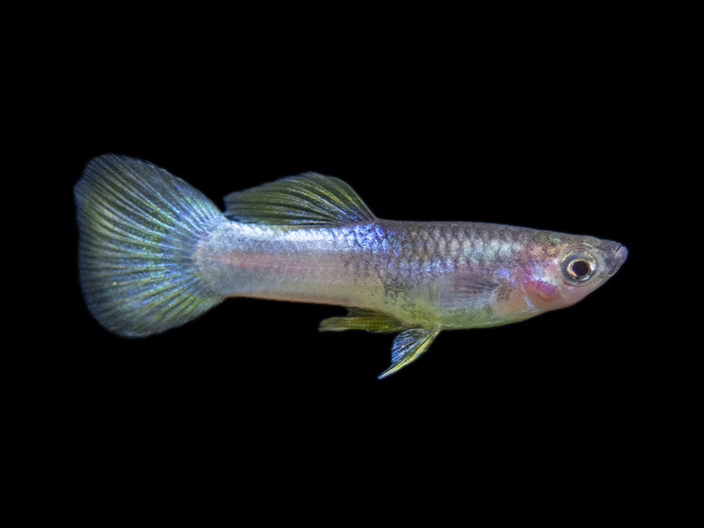 white guppy fish