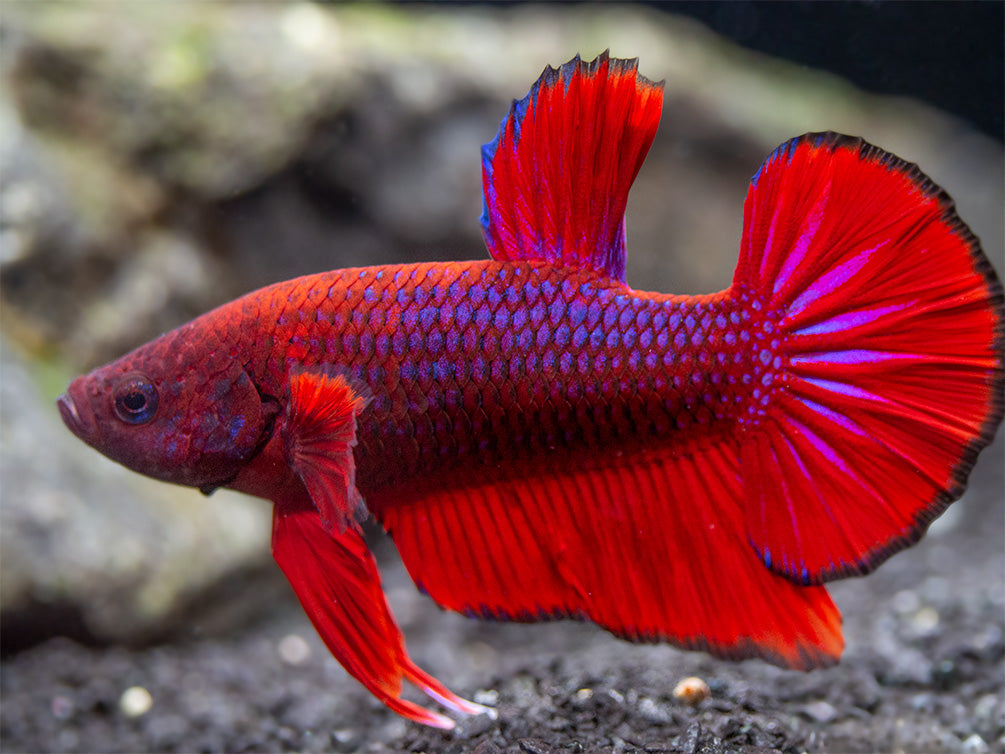 Assorted Hellboy Plakat Betta Betta Splendens Tank Bred