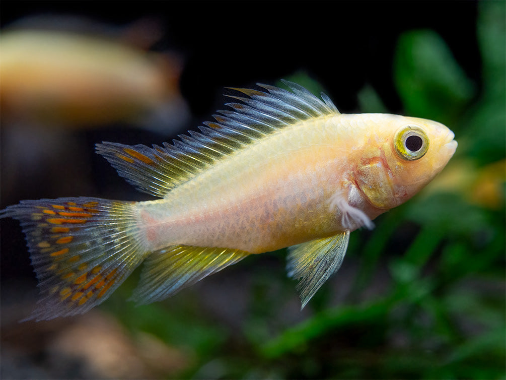 cockatoo cichlid