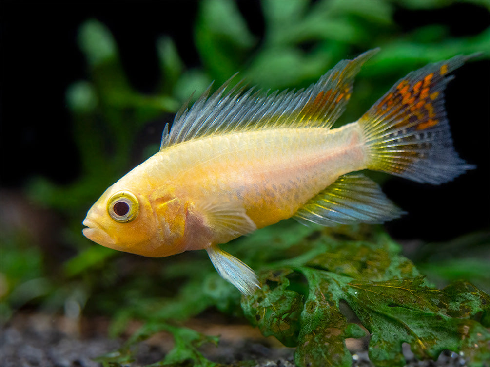 cockatoo apistogramma