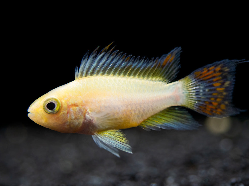 cockatoo cichlid