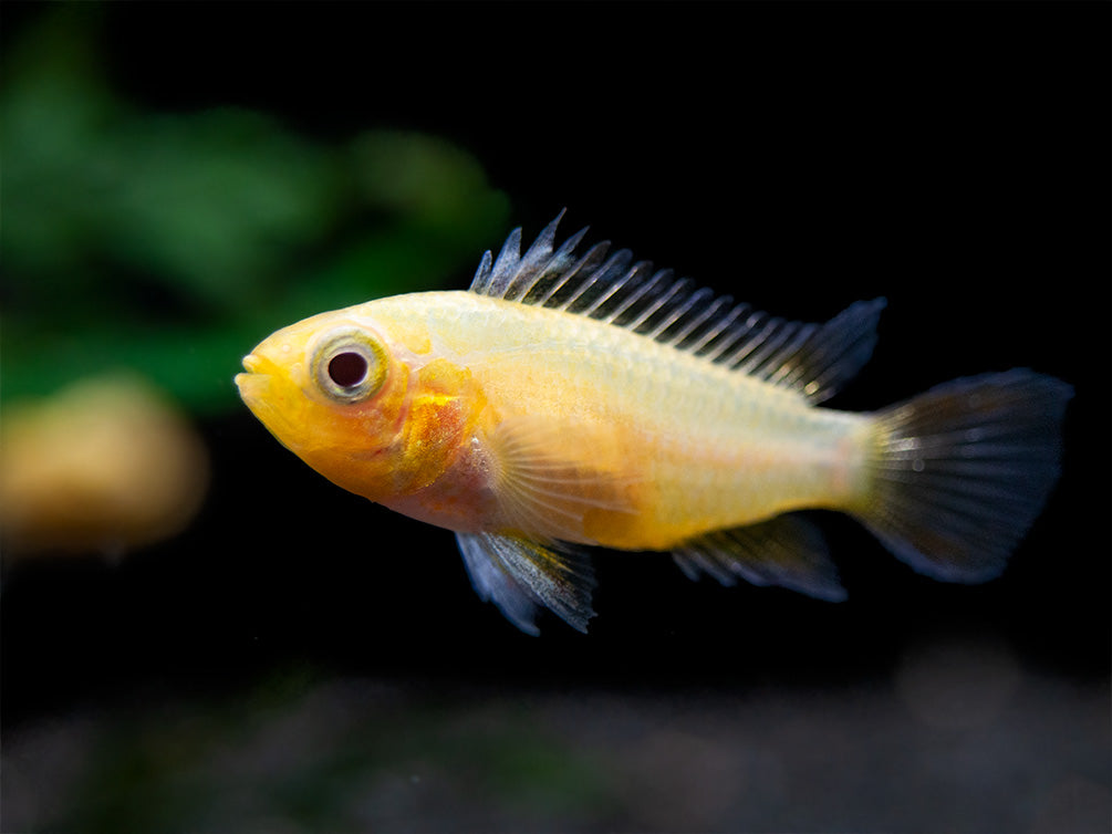 cockatoo cichlid