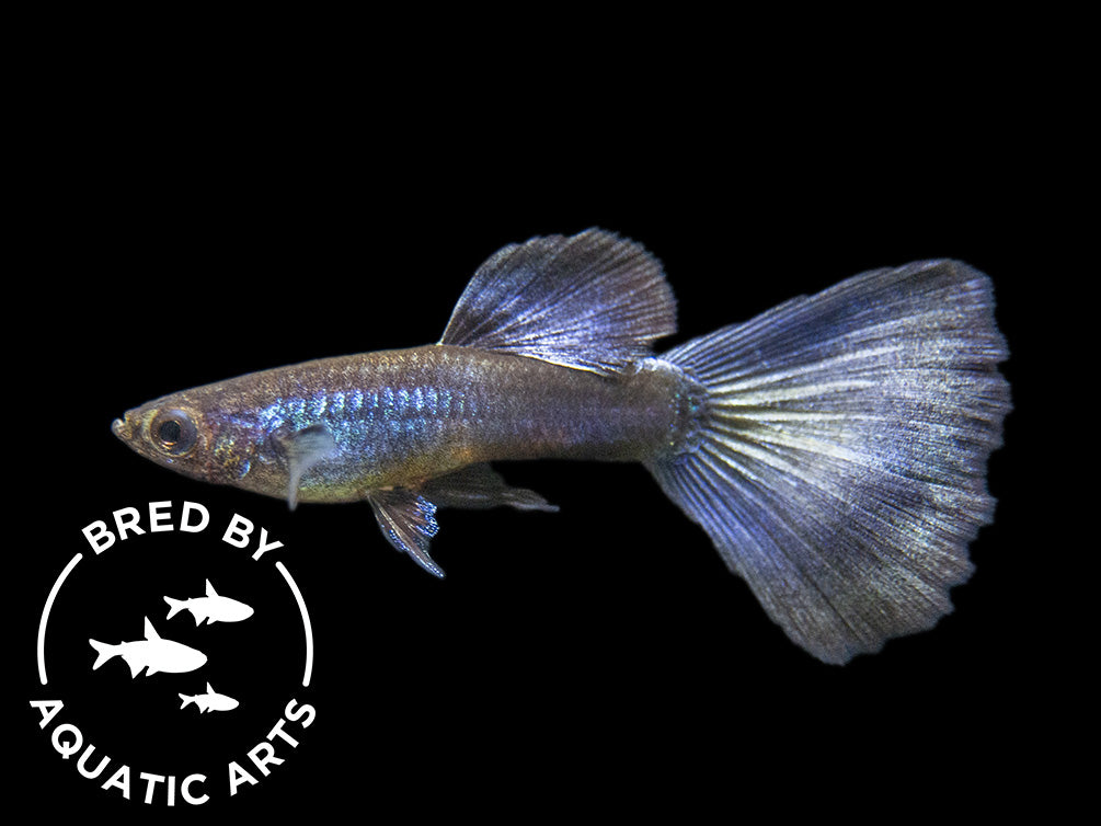 metal purple lace guppy