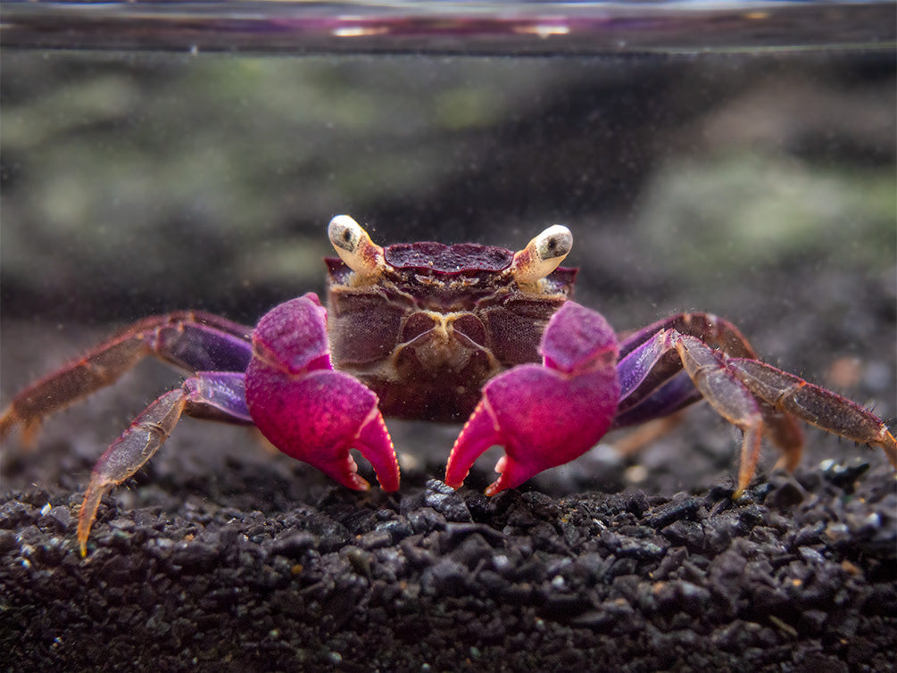 purple vampire crab