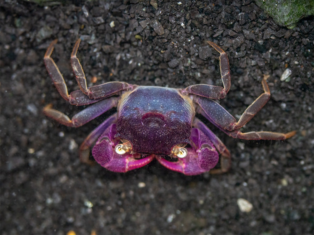 Purple Vampire Crab (Geosesarma Bogorensis) - Aquatic Arts on sale