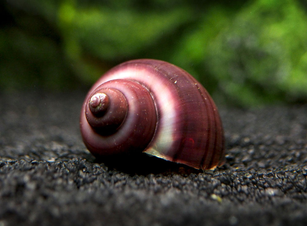 download murex snail purple