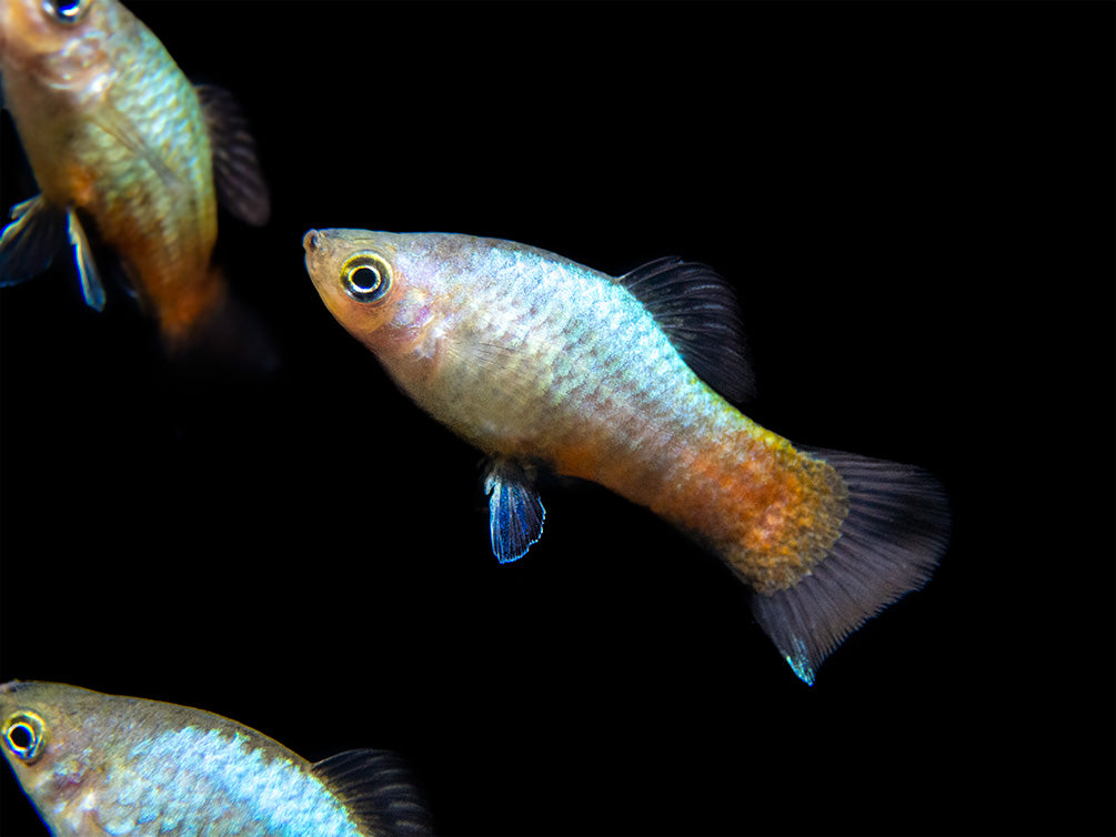 Rainbow Platy (Xiphophorus maculatus) - Aquatic Arts on sale today for