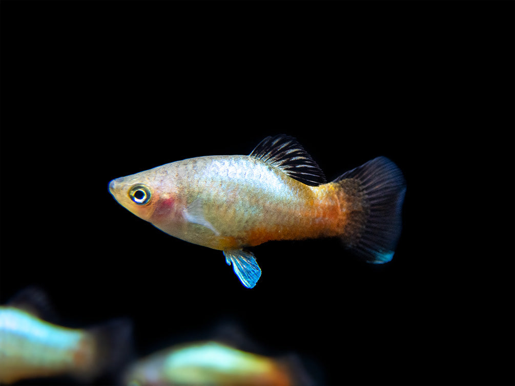 Rainbow Platy (Xiphophorus maculatus) - Aquatic Arts on sale today for