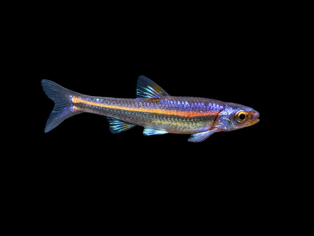 Rainbow Shiner (Notropsis chrosomus), Tank-Bred! - Aquatic Arts on sale ...