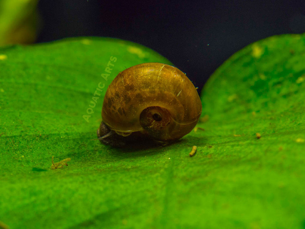 ramshorn snail