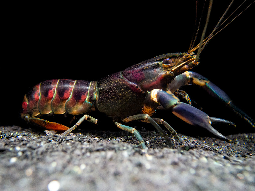   زيبرا جراد البحر، جراد البحر النمر.Zebra lobsters Red-Cheek-Crayfish-Small-6_1024x1024