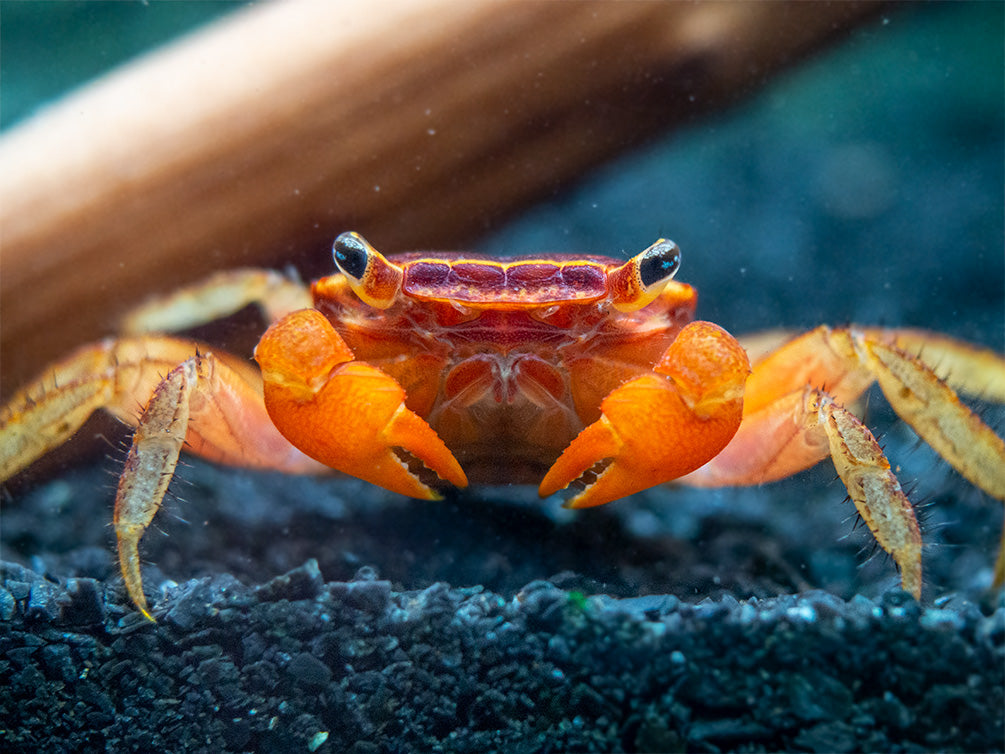 red claw crab