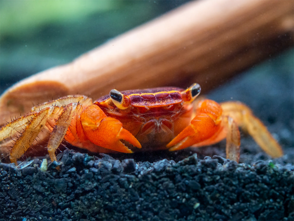 red claw crab