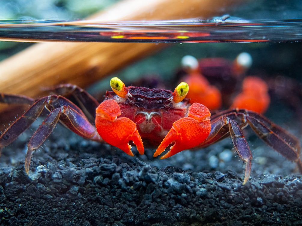 Red Devil Vampire Crab (Geosesarma hagen) - Aquatic Arts on sale today