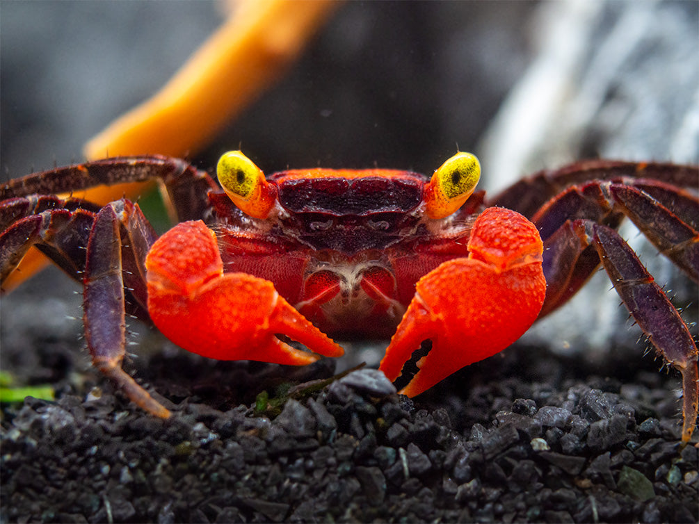 Red Devil Vampire Crab