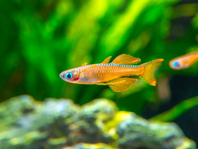 Diamond Head Neon Tetra. – Bay Bridge Aquarium