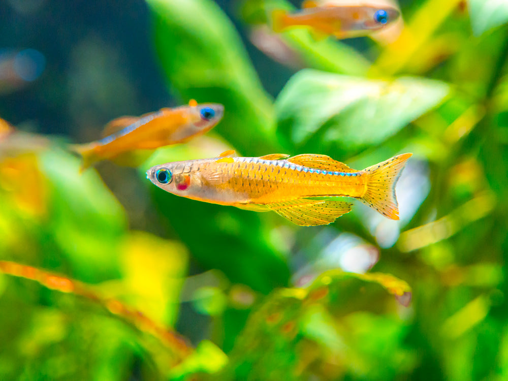 Red Neon Eye Rainbowfish (Pseudomugil luminatus) - Aquatic Arts sale today 24.99