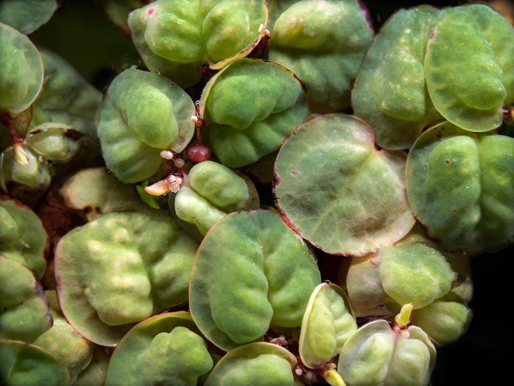 Red Root Floater (Phyllanthus fluitans)