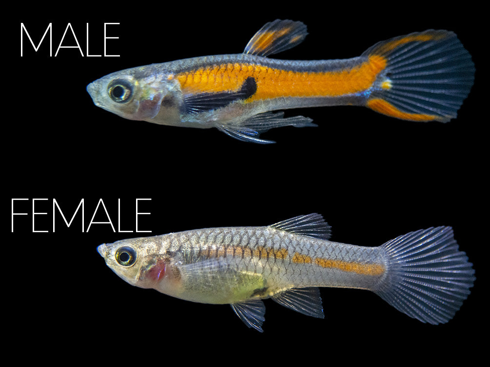 male endlers for sale