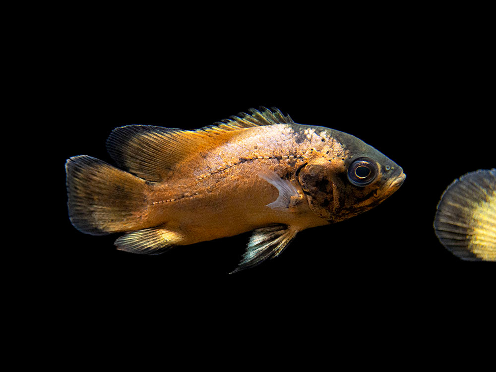 yellow peacock cichlid