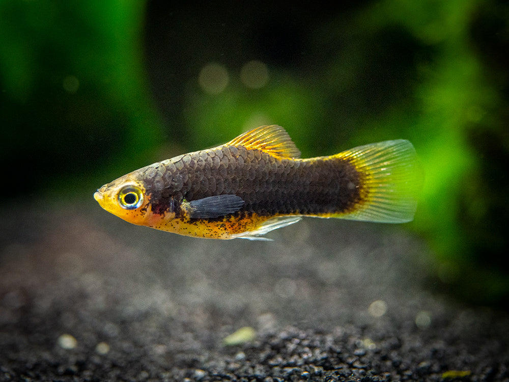 Red Tuxedo Platy (Xiphophorus maculatus