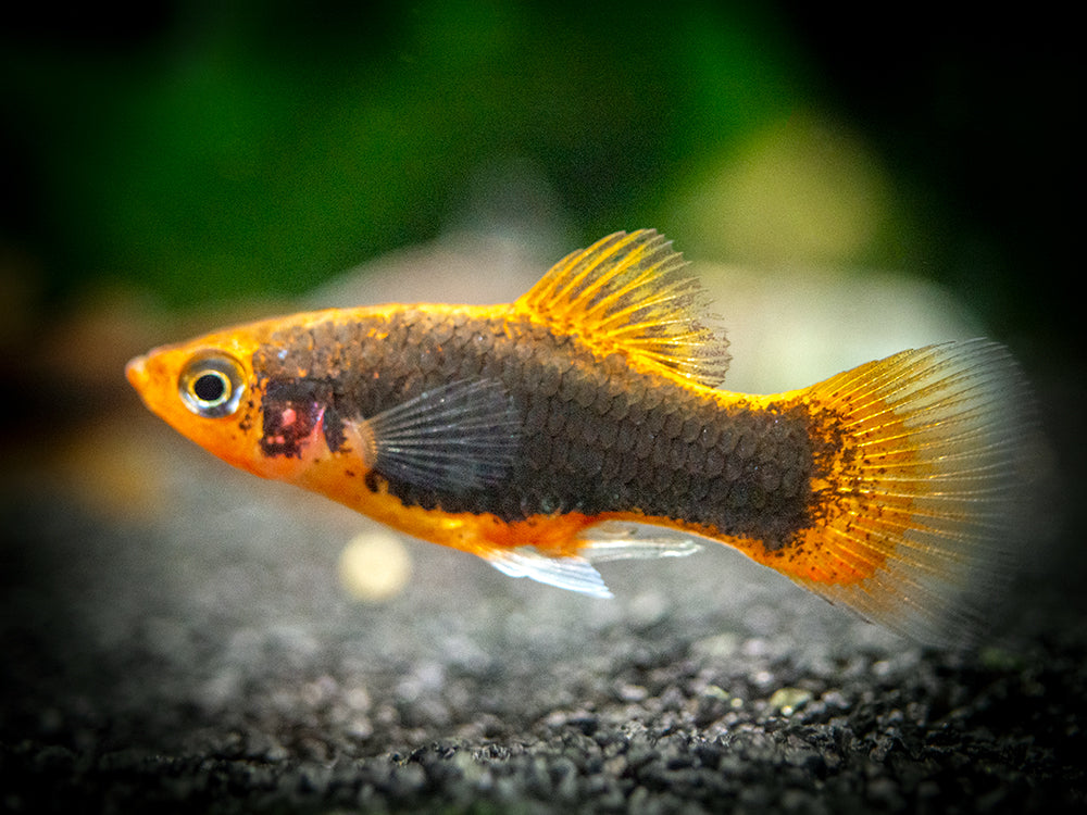 Red Tuxedo Platy (Xiphophorus maculatus) - Tank-Bred!