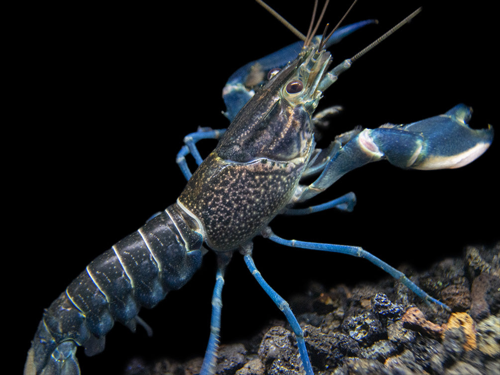 Starry Night Crayfish (Cherax alyciae) - Aquatic Arts on sale today for ...