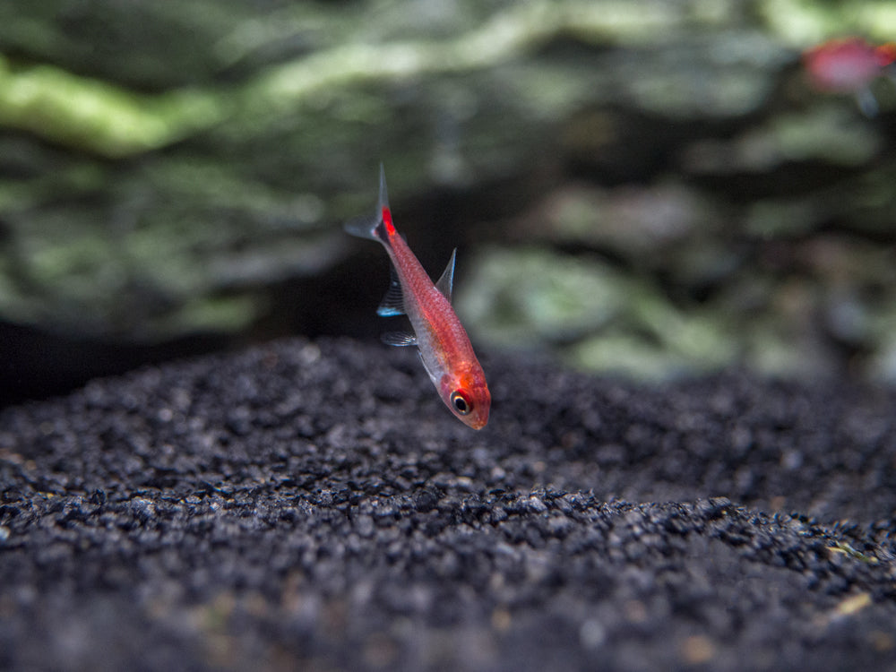 Ruby Tetra (Axelrodia riesei) - Aquatic Arts on sale today for $ 13.99