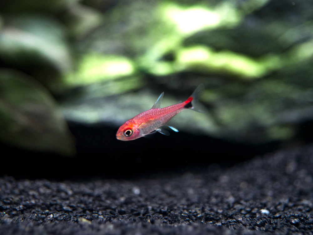 Ruby Tetra (Axelrodia riesei) - Aquatic Arts on sale today for $ 13.99