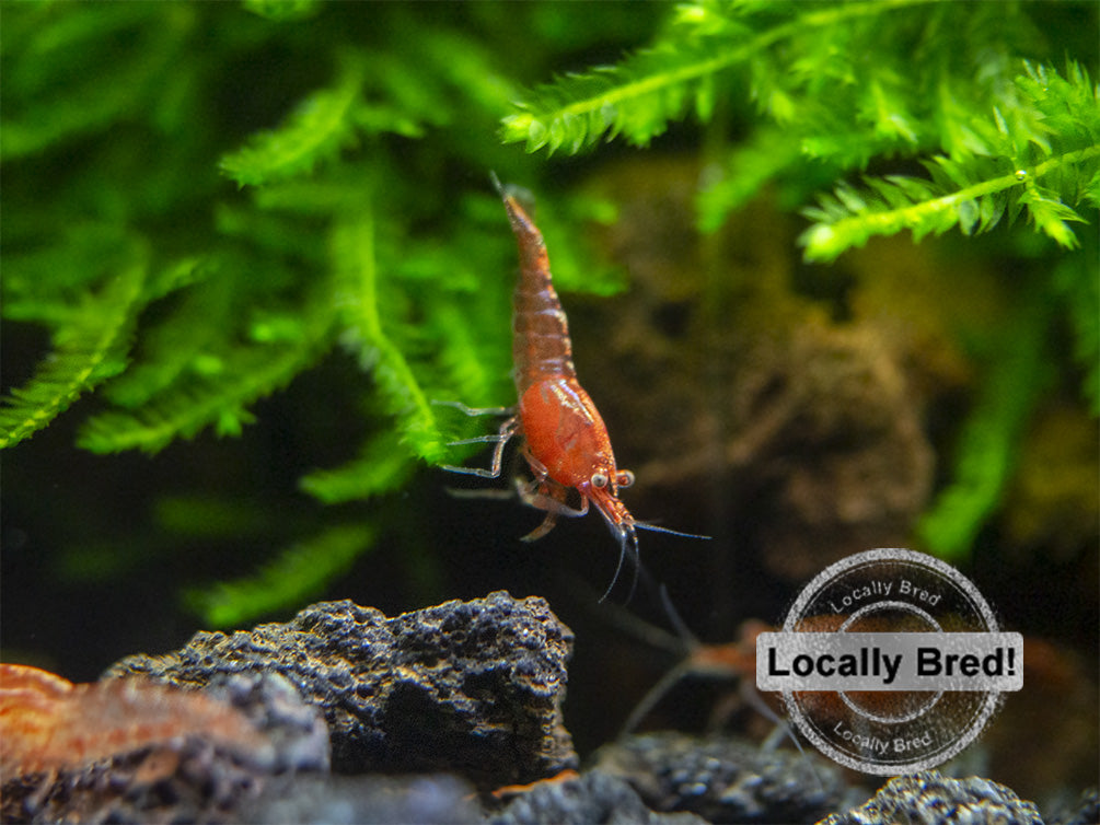 Painted Fire Cherry Shrimp, Locally-Bred - Aquatic Arts on for $ 7.99