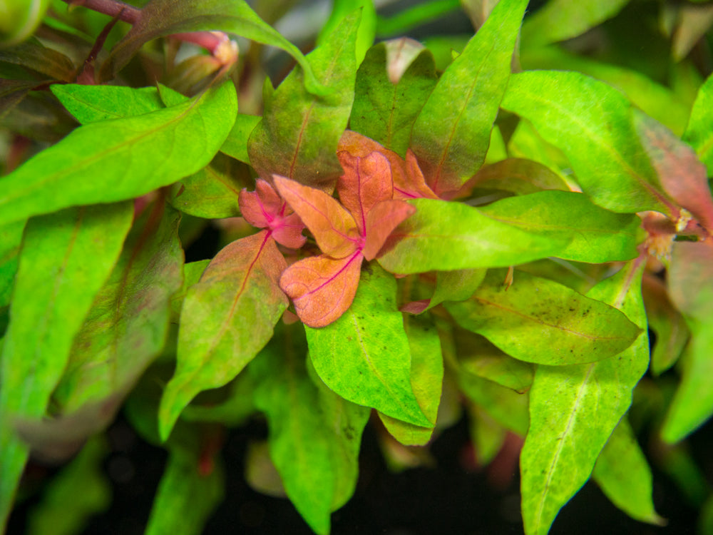 Scarlet Temple (Alternanthera reineckii) - Aquatic Arts