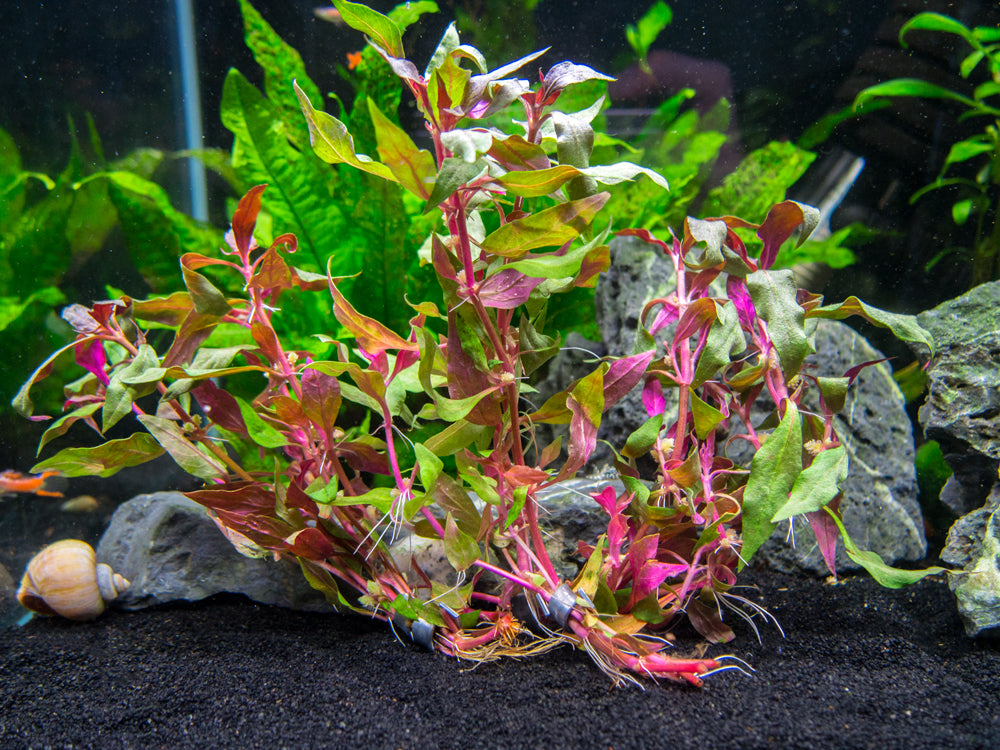 Aquarium Plant Care Cerrini Com Uy