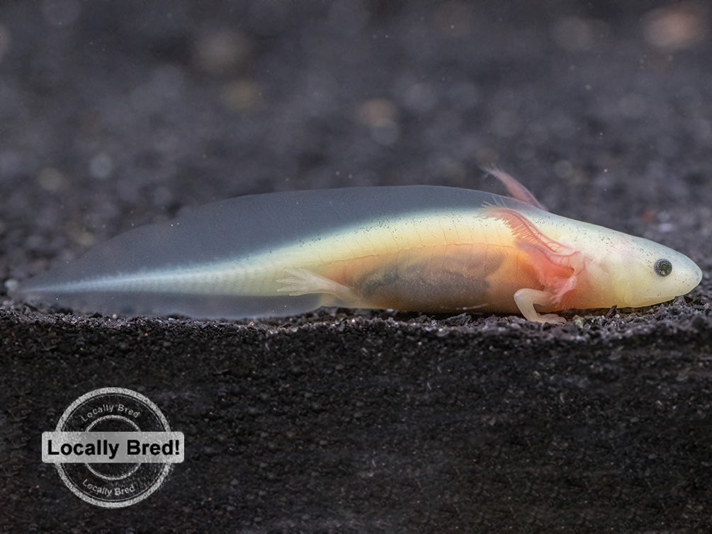 gfp leucistic axolotl