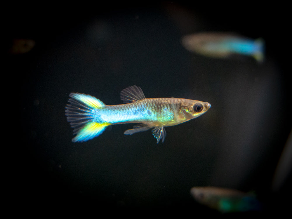 Blue Endler Fish