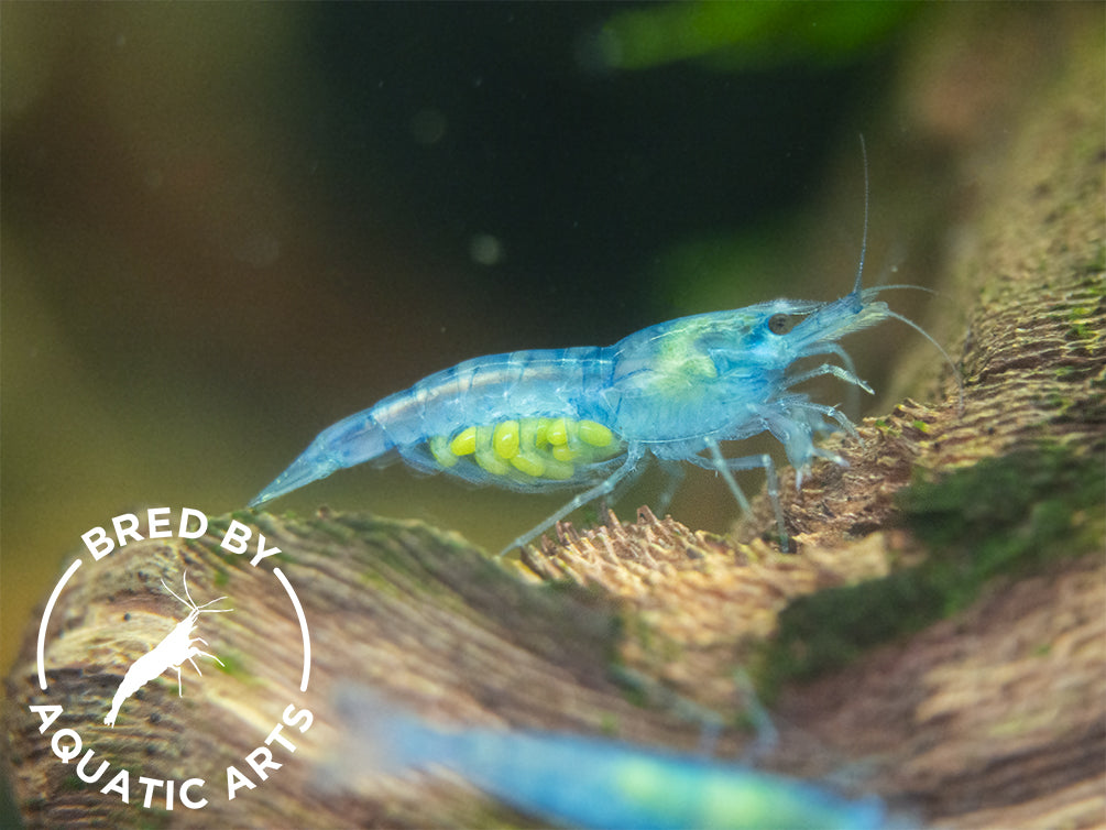 Sky Blue Velvet Shrimp Neocaridina Davidi Bredby Aquatic Arts On Sale Today For 3099 