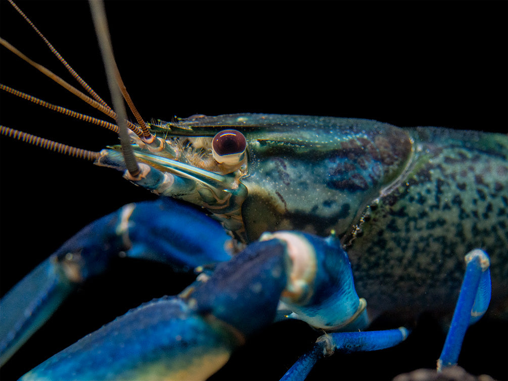 Snakeskin Blue Moon Crayfish (Cherax boesemani) - Aquatic Arts on sale ...