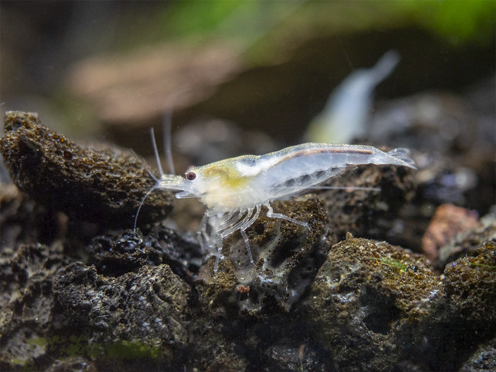 Male Female Snowball