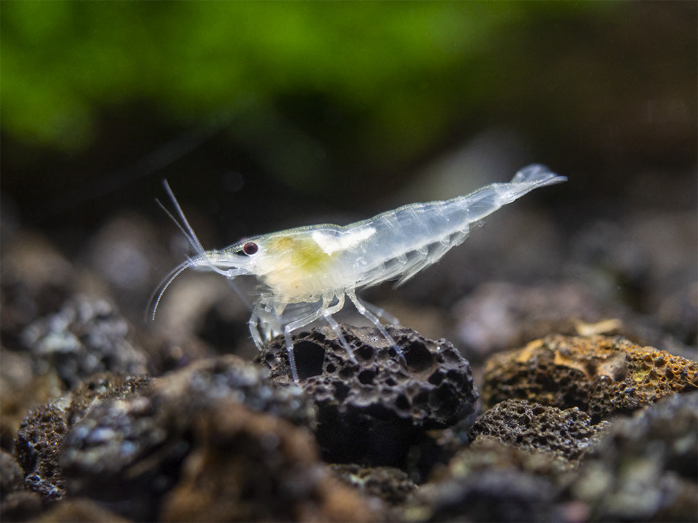 Male Female Snowball